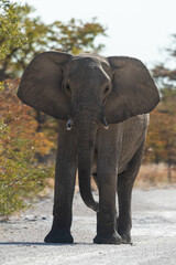Fototapeta na wymiar Retrato de elefante africano en Namibia