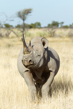 Retrato de rinoceronte africano en Namibia