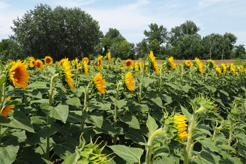 Agricultural sunflowers field. The Helianthus sunflower is a genus of plants in Asteraceae family....
