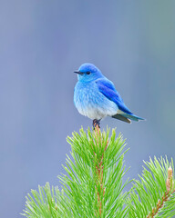 Mountain Bluebird - a brightly colored male perches atop the lush new growth of a pine tree in high elevation habitat
