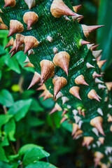 Sharp Thorns on Green Plant, Eye-Level Detail, Matthaei Botanical Gardens