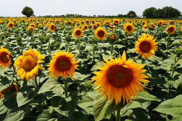 Agricultural sunflowers field. The Helianthus sunflower is a genus of plants in Asteraceae family....