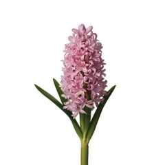 Obraz premium pink hyacinth isolated on white background
