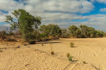 Vegetation on the dry Ugab River, Namibia - 741965682