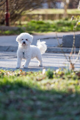 Curly Bison stands on the street and poses for a photographer. The cute white curly Bison dog on the walk.