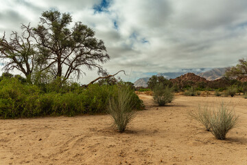 Vegetation on the dry Ugab River, Namibia - 741966212