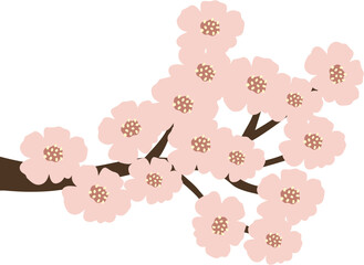 Fototapeta na wymiar 봄에 피는 벚꽃