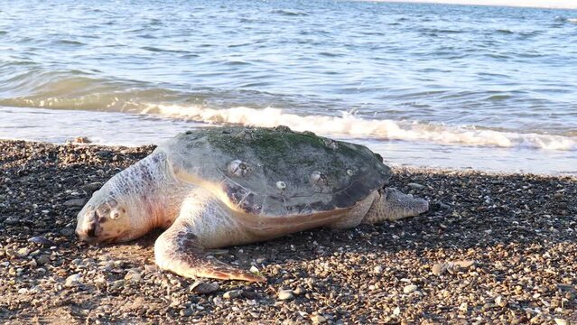 Dead Sea Turtle on the beach with Waves in the Background