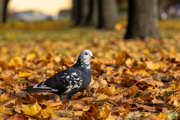 A pigeon is in a municipal park. Urban pigeons up close, city fauna up close