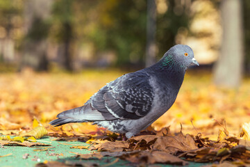 A pigeon is in a municipal park. Urban pigeons up close, city fauna up close