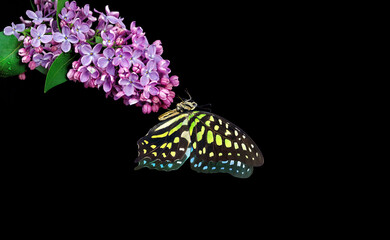 Colorful spotted tropical butterfly on purple lilac flowers in water drops isolated on black. Copy...