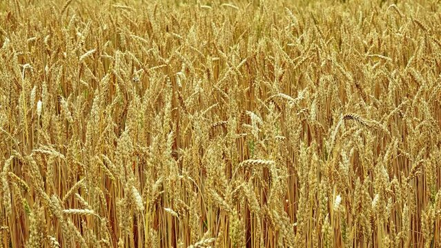 Wheat is grass widely cultivated for its seed, cereal grain which is worldwide staple food. Many species of wheat together make up genus Triticum, most widely grown is common wheat (aestivum).