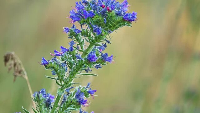 Echium vulgare — known as viper's bugloss and blueweed — is a species of flowering plant in the borage family Boraginaceae. It is native to most of Europe, and western and central Asia.