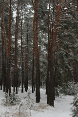 Tall pines and small spruce trees in a snowy forest