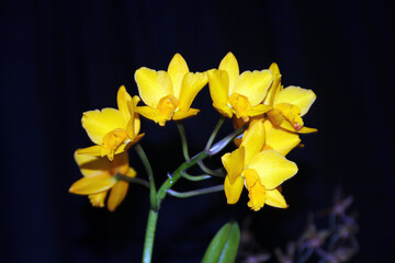 Obraz premium Blooming yellow orchids on dark background
