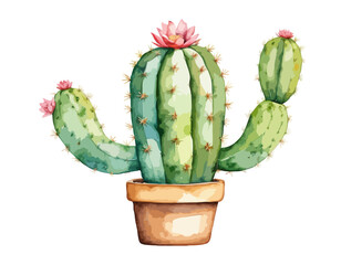 Cactus watercolor illustration, plants of desert isolated