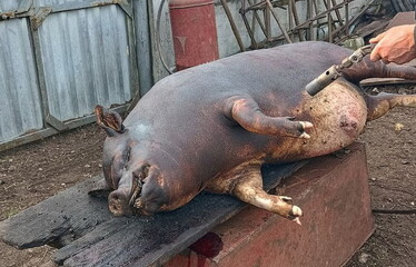 A dead pig is lying on the table, ready for butchering. Production of animal meat on the farm.
