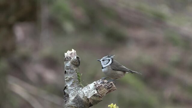 Crested Tit, Parus cristatus, Cincia Dal Ciuffo,