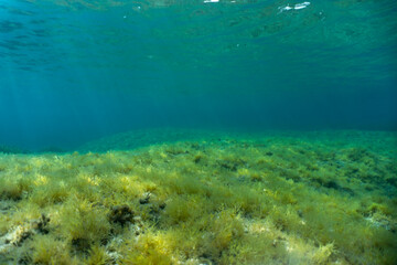 Naklejka na ściany i meble Bottom green algae underwater sea sun light. High quality photo
