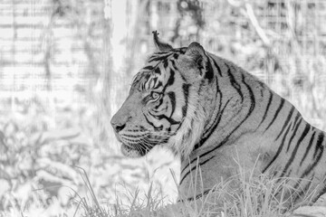 Sumatran Tiger