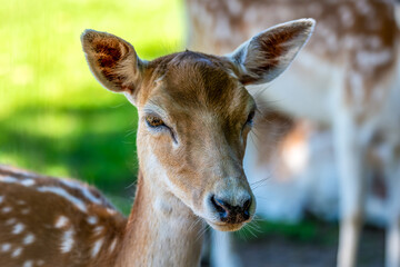 European Fallow Deer