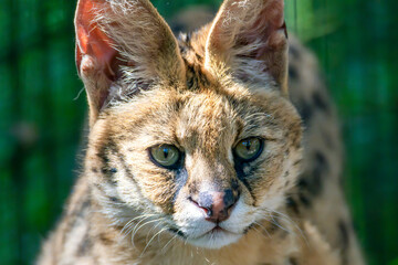 African Serval up close portrait