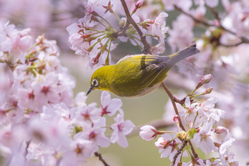 花が咲いた桜の木にとまる野鳥、メジロ