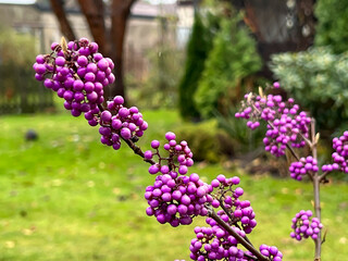 Obraz premium Callicarpa (Callicarpa L.), a garden beauty, blooms purple until late autumn and adds color to the garden.