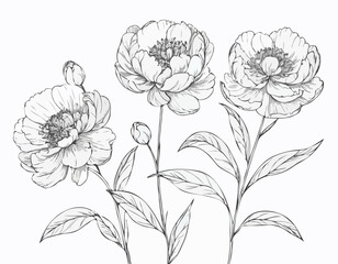 Vector graphics of peony flowers
