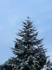 A magpie sitting at the very top of a spruce tree against a gray-blue sky
