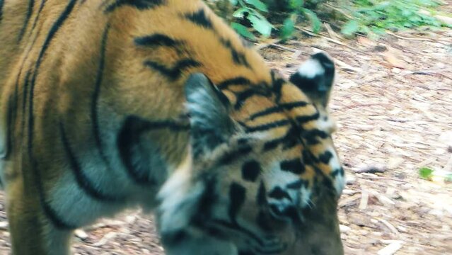 Footage tiger 4K in slow motion. A tiger walks in the jungle.
