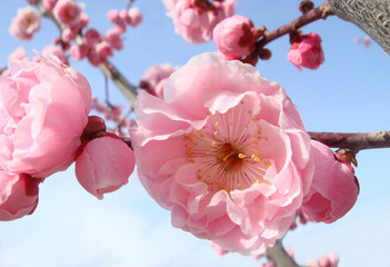 close-up of pink 'flower peach' blossom blooming, blue sky background.