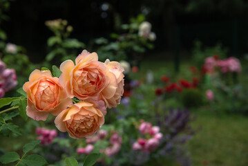 Beautiful roses Lady of Shalott in garden