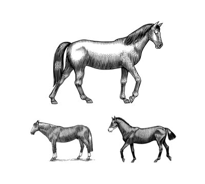  A Set Of Horses In Different Poses On A White Background. Hand drawn animal. Woodcut outline sketch. Vector engraved illustration for logo and tattoo or T-shirts.