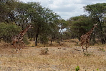 two giraffes walking in the savannah