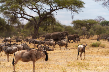 Obraz premium herd of wildebeest in serengeti