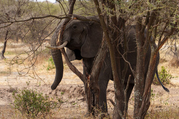 Elephant breaking a tree to get food