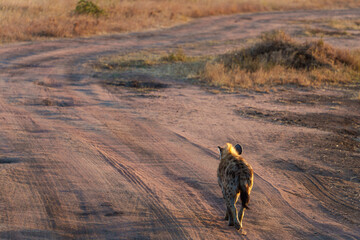 wild dog hyena walking on the unpaved road after a full day of hunting