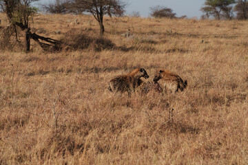 hyena fighting for food