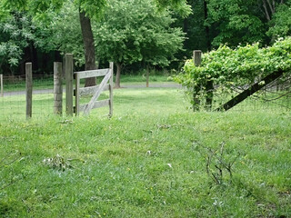 Vine covered fence with a gate