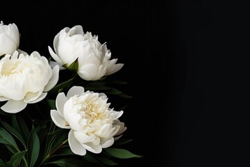 Obraz na płótnie Canvas White Peonies on Black Background. Elegant white peonies with full blooms set against a stark black background, offering a sophisticated contrast.