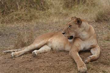 lion in the grass
