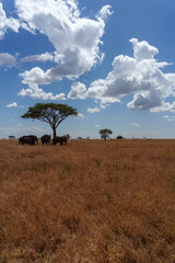 Obraz premium elephants standing under the tree in seregenti