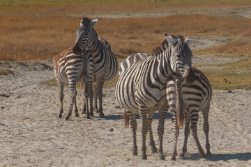 Fototapeta na wymiar zebra in the serengeti resetting in pairs to avoid dust