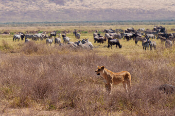 Lion standing in savannah next to herds of zebras and wildebeests in Ngorongoro Conservation Area