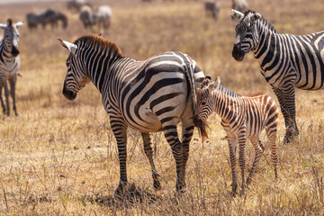 Fototapeta na wymiar young zebra and its herds in the savannah