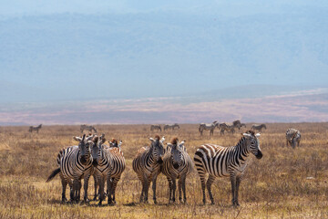 zebras standing in pairs in the serengeti