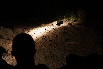 A den of lions spotted by night game drive spotter in Arusha national park