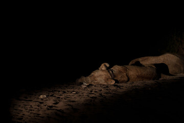 Lion laying on the sand in the night