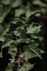 Ivy leaves on the ground